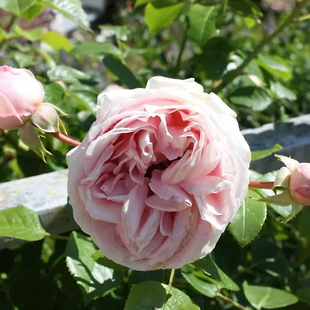 Wohlfuehloase Fuer Natur- Und Gartenliebhaber By Interhome